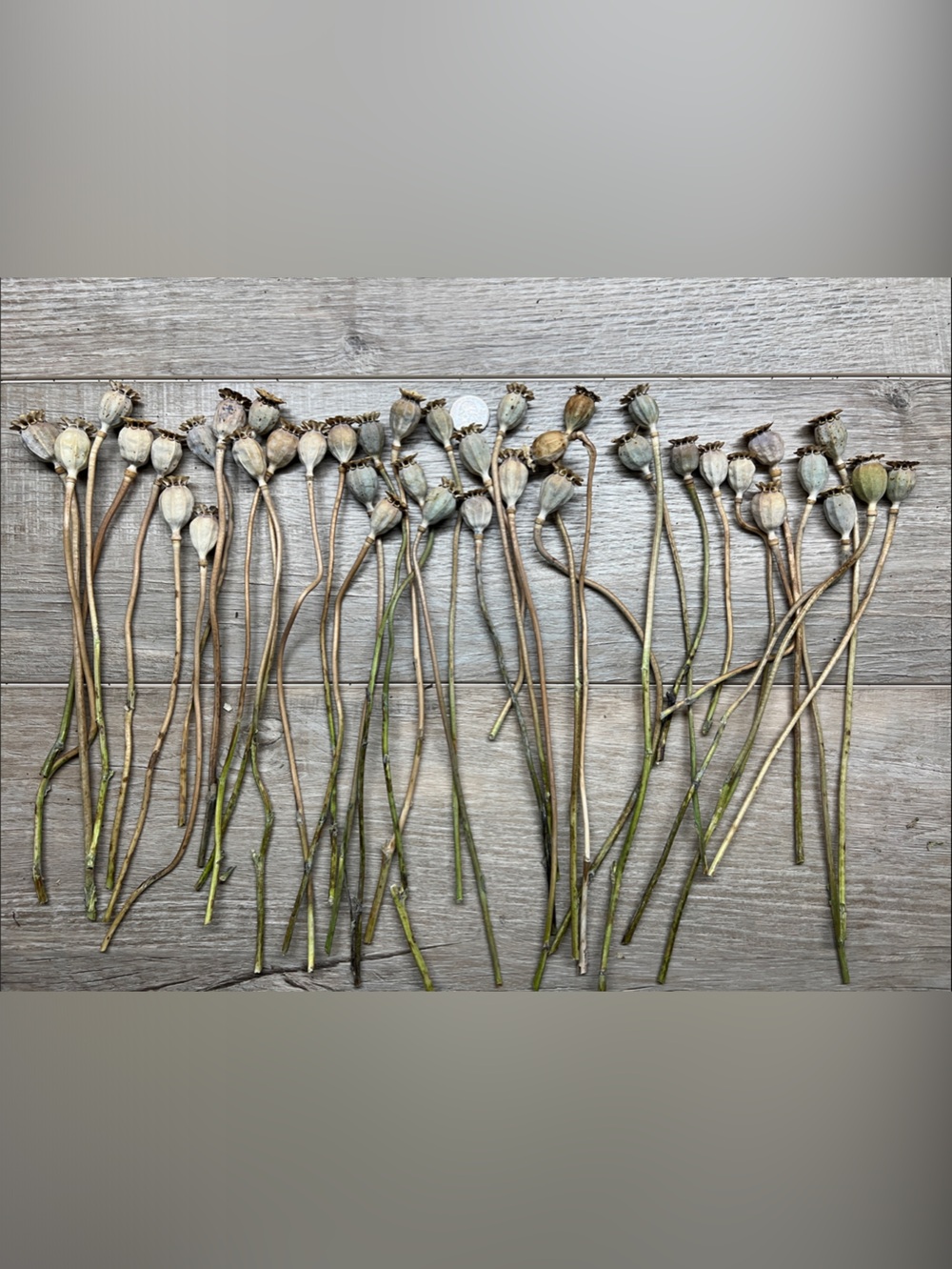 Natural Dried Poppy Pods - Neutral Tones Home Accent 40 pods